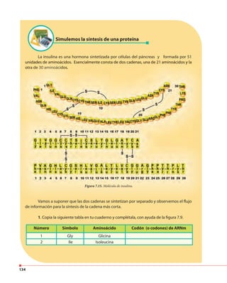 134
La insulina es una hormona sintetizada por células del páncreas y formada por 51
unidades de aminoácidos. Esencialmente consta de dos cadenas, una de 21 aminoácidos y la
otra de 30 aminoácidos.
Vamos a suponer que las dos cadenas se sintetizan por separado y observemos el flujo
de información para la síntesis de la cadena más corta.
1. Copia la siguiente tabla en tu cuaderno y complétala, con ayuda de la figura 7.9.
Simulemos la síntesis de una proteína
unidades de aminoácidos. Esencialmente consta de dos cadenas, una de 21 aminoácidos y la
otra de 30 aminoácidos.
Figura 7.15. Molécula de insulina.
Número Símbolo Aminoácido Codón (o codones) de ARNm
1 Gly Glicina
2 Ile Isoleucina
 