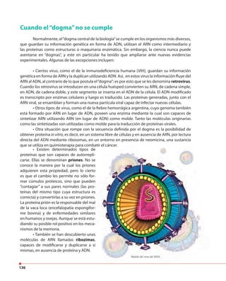 136
Cuando el“dogma”no se cumple
Normalmente, el“dogma central de la biología”se cumple en los organismos más diversos,
que guardan su información genética en forma de ADN, utilizan el ARN como intermediario y
las proteínas como estructuras o maquinaria enzimática. Sin embargo, la ciencia nunca puede
asentarse en “dogmas”, y este en particular ha tenido que ampliarse ante nuevas evidencias
experimentales. Algunas de las excepciones incluyen:
• Ciertos virus, como el de la inmunodeficiencia humana (VIH), guardan su información
genética en forma de ARN y la duplican utilizando ADN. Así, en estos virus la información fluye del
ARN al ADN, al contrario de lo que postula el“dogma”; es por esto que se les denomina retrovirus.
Cuando los retrovirus se introducen en una célula huésped convierten su ARN, de cadena simple,
en ADN, de cadena doble, y este segmento se inserta en el ADN de la célula. El ADN modificado
es transcripto por enzimas celulares y luego es traducido. Las proteínas generadas, junto con el
ARN viral, se ensamblan y forman una nueva partícula viral capaz de infectar nuevas células.
• Otros tipos de virus, como el de la fiebre hemorrágica argentina, cuyo genoma también
está formado por ARN en lugar de ADN, poseen una enzima mediante la cual son capaces de
sintetizar ARN utilizando ARN (en lugar de ADN) como molde. Tanto las moléculas originarias
como las sintetizadas son utilizadas como molde para la traducción de proteínas virales.
• Otra situación que rompe con la secuencia definida por el dogma es la posibilidad de
obtener proteína in vitro, es decir, en un sistema libre de células y en ausencia de ARN, por lectura
directa del ADN mediante ribosomas, en un entorno en presencia de neomicina, una sustancia
que se utiliza en quimioterapia para combatir el cáncer.
• Existen determinados tipos de
proteínas que son capaces de autorrepli-
carse. Ellas se denominan priones. No se
conoce la manera por la cual los priones
adquieren esta propiedad, pero lo cierto
es que el cambio les permite no sólo for-
mar cúmulos proteicos, sino que pueden
“contagiar” a sus pares normales (las pro-
teínas del mismo tipo cuya estructura es
correcta) y convertirlas a su vez en priones.
La proteína prión es la responsable del mal
de la vaca loca (encefalopatía espongifor-
me bovina) y de enfermedades similares
en humanos y ovejas. Aunque se está estu-
diando su posible rol positivo en los meca-
nismos de la memoria.
• También se han descubierto unas
moléculas de ARN llamadas ribozimas,
capaces de modificarse y duplicarse a sí
mismas, en ausencia de proteína y ADN.
proteínas que son capaces de autorrepli
. No se
conoce la manera por la cual los priones
adquieren esta propiedad, pero lo cierto
es que el cambio les permite no sólo for-
mar cúmulos proteicos, sino que pueden
“contagiar” a sus pares normales (las pro-
teínas del mismo tipo cuya estructura es
correcta) y convertirlas a su vez en priones.
La proteína prión es la responsable del mal
de la vaca loca (encefalopatía espongifor-
me bovina) y de enfermedades similares
en humanos y ovejas. Aunque se está estu-
diando su posible rol positivo en los meca-
• También se han descubierto unas
ribozimas,
capaces de modificarse y duplicarse a sí
Modelo del virus del SIDA.
 