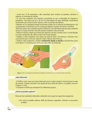140
• Licúen por 15-20 segundos a alta velocidad, para romper las paredes celulares y
obtener un triturado de células.
• En una taza, preparen una solución consistente en una cucharadita de champú o
lavaplatos, dos pizcas de sal y 20 ml (4 cucharaditas) de agua destilada, revolviendo
lentamente para evitar formar espuma. Usen la cuchara de plástico.
• Mezclen en un recipiente limpio el triturado celular con la solución de detergente y sal
ya preparada, revolviendo con la cuchara de plástico durante al menos 5 minutos.
• Mientras tanto, otro miembro pondrá el filtro Nº 2 de café dentro de otra taza cuidando
de que no toque el fondo. Para ello pueden doblarlo sobre el borde.
• Filtren la mezcla y dejen que drene por algunos minutos. Viertan unos 5 ml de filtrado
en varios recipientes de vidrio o tubos de ensayo limpios.
• Añadan a cada recipiente unas gotas de jugo de piña o de lechosa y mezclen muy
suavemente para no formar espuma. Dejen reposar diez minutos.
• Inclinen cada recipiente y añadan lentamente desde su borde el alcohol frío como
en la figura 7.17(a) hasta que vean una capa sobre el contenido.
¿Qué observan?
• El ADN se verá como una masa blancuzca que se eleva desde la mezcla hasta la capa
de alcohol. Pueden “pescarlo” con ayuda de una varilla de vidrio o un palillo, como en
la figura 7.17(b).
• Comparen el ADN que extrajeron los diferentes grupos.
¿Cómo lo pueden explicar?
Discutan los resultados obtenidos utilizando como guía las siguientes preguntas:
• ¿Por qué es posible obtener ADN de diversos vegetales? ¿Dónde se encuentra
el ADN?
Figura 7.17. (a) Añadiendo alcohol frío al filtrado. (b) Extracción de ADN de la fase de alcohol.
 