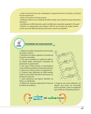 141
• ¿Cuál es la función de la sal, el detergente, el jugo de lechosa (o de piña) y el alcohol
en esta experiencia?
• ¿Qué se encuentra en la fase acuosa?
• ¿Podemos observar una molécula de ADN a simple vista? ¿Qué fue lo que obtuvieron
entonces?
• ¿Es diferente el ADN obtenido a partir de diferentes materiales vegetales? ¿Por qué?
• Diseñen un experimento para obtener ADN de una muestra de origen animal
¿Creen que sería diferente del que obtuvieron a partir de vegetales?
Actividades de autoevaluación
1. Elabora una tabla comparativa entre los tipos
de ácidos nucleicos.
2. Identifica en la figura siguiente el nombre de
las partes numeradas.
3. ¿Por qué la cantidad y la calidad de ADN en
las células deben permanecer constantes de
generación en generación?
4. ¿Por qué el ADN necesita un intermediario
como el ARN para dirigir la síntesis de proteínas?
5. ¿Qué es un codón y cuál es su importancia?
6. ¿Cuántos tipos diferentes de ARNt pueden
existir en una célula? Describe la estructura y la
función de cada uno.
7. ¿Qué representa esta figura? Identifica las
letras y su significado.
8. Elabora un esquema explicando las fases de
la síntesis de proteínas.
9. Suponte que estás hablando con
alguien que nunca ha escuchado
acerca del ADN. ¿Cómo le explicarías
que el ADN es el material genético?
 