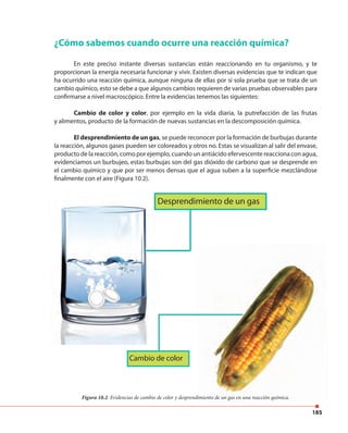 185
¿Cómo sabemos cuando ocurre una reacción química?
En este preciso instante diversas sustancias están reaccionando en tu organismo, y te
proporcionan la energía necesaria funcionar y vivir. Existen diversas evidencias que te indican que
ha ocurrido una reacción química, aunque ninguna de ellas por sí sola prueba que se trata de un
cambio químico, esto se debe a que algunos cambios requieren de varias pruebas observables para
confirmarse a nivel macroscópico. Entre la evidencias tenemos las siguientes:
Cambio de color y color, por ejemplo en la vida diaria, la putrefacción de las frutas
y alimentos, producto de la formación de nuevas sustancias en la descomposición química.
El desprendimiento de un gas, se puede reconocer por la formación de burbujas durante
la reacción, algunos gases pueden ser coloreados y otros no. Estas se visualizan al salir del envase,
producto de la reacción, como por ejemplo, cuando un antiácido efervescente reacciona con agua,
evidenciamos un burbujeo, estas burbujas son del gas dióxido de carbono que se desprende en
el cambio químico y que por ser menos densas que el agua suben a la superficie mezclándose
finalmente con el aire (Figura 10.2).
Figura 10.2. Evidencias de cambio de color y desprendimiento de un gas en una reacción química.
Desprendimiento de un gas
Cambio de color
 