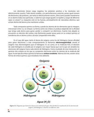 40
Los electrones tienen carga negativa, los protones positiva y los neutrones son
eléctricamente neutros. Todo átomo estable y sin perturbaciones externas, posee igual número
de electrones y de protones, por tanto es eléctricamente neutro. ¿Pero cómo pueden mantenerse
en un átomo todas esas partículas, si sabemos que cargas iguales se repelen y cargas de diferente
signo se atraen? La respuesta está en las fuerzas, principalmente de naturaleza eléctrica, que
actúan dentro del átomo y las mantienen unidas.
Todo compuesto químico se forma, cuando los átomos de los elementos que lo integran,
interactúan entre sí y se enlazan. La forma como ese enlace se produce depende de la afinidad
que tenga cada átomo para ganar, perder o compartir sus electrones. Cuanto más alejado se
encuentre un electrón del núcleo, más fácilmente puede tomar parte en un enlace químico al
transferirse de un átomo a otro o al estar compartido entre ellos.
En el caso del agua, tanto el átomo de oxígeno como los de hidrógeno tienen afinidad
para ganar electrones; a este comportamiento lo llamamos electronegatividad, siendo el
oxígeno más electronegativo que el hidrógeno. Es así como, en la molécula H2O, el electrón
de cada hidrógeno es atraído por el oxígeno con mayor fuerza que con la que son atraídos los
electrones del oxígeno hacia cada átomo de hidrógeno. Como resultado de esta interacción, se
generan dos enlaces en los que se comparten electrones entre los átomos de la molécula del
agua. A este tipo de enlace químico lo llamamos enlace covalente. Además de éste, existen otras
formas de enlace químico, que estudiarás más adelante.
Figura 3.3. Diagrama que ilustra los enlaces en la molécula del agua. Para facilitar la visualización de los electrones del
oxígeno y del hidrógeno, se ilustran con diferente color.
 