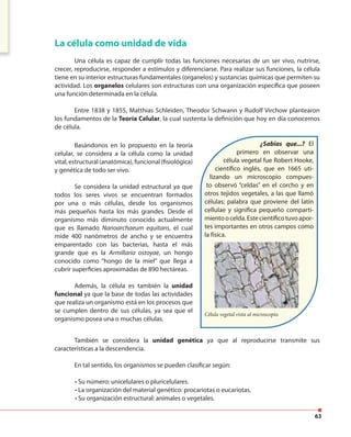 63
La célula como unidad de vida
Una célula es capaz de cumplir todas las funciones necesarias de un ser vivo, nutrirse,
crecer, reproducirse, responder a estímulos y diferenciarse. Para realizar sus funciones, la célula
tiene en su interior estructuras fundamentales (organelos) y sustancias químicas que permiten su
actividad. Los organelos celulares son estructuras con una organización específica que poseen
una función determinada en la célula.
Entre 1838 y 1855, Matthias Schleiden, Theodor Schwann y Rudolf Virchow plantearon
los fundamentos de la Teoría Celular, la cual sustenta la definición que hoy en día conocemos
de célula.
Basándonos en lo propuesto en la teoría
celular, se considera a la célula como la unidad
vital, estructural (anatómica), funcional (fisiológica)
y genética de todo ser vivo.
Se considera la unidad estructural ya que
todos los seres vivos se encuentran formados
por una o más células, desde los organismos
más pequeños hasta los más grandes. Desde el
organismo más diminuto conocido actualmente
que es llamado Nanoarchaeum equitans, el cual
mide 400 nanómetros de ancho y se encuentra
emparentado con las bacterias, hasta el más
grande que es la Armillaria ostoyae, un hongo
conocido como “hongo de la miel” que llega a
cubrir superficies aproximadas de 890 hectáreas.
Además, la célula es también la unidad
funcional ya que la base de todas las actividades
que realiza un organismo está en los procesos que
se cumplen dentro de sus células, ya sea que el
organismo posea una o muchas células.
¿Sabías que...? El
primero en observar una
célula vegetal fue Robert Hooke,
científico inglés, que en 1665 uti-
lizando un microscopio compues-
to observó “celdas” en el corcho y en
otros tejidos vegetales, a las que llamó
células; palabra que proviene del latín
cellulae y significa pequeño comparti-
mientoocelda.Estecientíficotuvoapor-
tes importantes en otros campos como
la física.
Célula vegetal vista al microscopio.
También se considera la unidad genética ya que al reproducirse transmite sus
características a la descendencia.
En tal sentido, los organismos se pueden clasificar según:
• Su número: unicelulares o pluricelulares.
• La organización del material genético: procariotas o eucariotas.
• Su organización estructural: animales o vegetales.
la física.
Célula vegetal vista al microscopio.
 