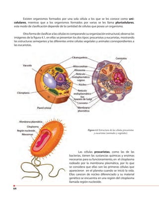 64
Existen organismos formados por una sola célula a los que se les conoce como uni-
celulares, mientras que a los organismos formados por varias se les llama pluricelulares,
este modo de clasificación depende de la cantidad de células que posea un organismo.
Otra forma de clasificar a las células es comparando su organización estructural, observa las
imágenes de la figura 4.1, en ellas se presentan los dos tipos: procariotas y eucariotas, mostrando
las estructuras semejantes y las diferentes entre células vegetales y animales correspondientes a
las eucariotas.
Las células procariotas, como las de las
bacterias, tienen las sustancias químicas y enzimas
necesarias para su funcionamiento, en el citoplasma
rodeado por la membrana plasmática, por lo que
se considera que ellas son las primeras células que
aparecieron en el planeta cuando se inició la vida.
Ellas carecen de núcleo diferenciado y su material
genético se encuentra en una región del citoplasma
llamada región nucleoide.
Figura 4.1 Estructura de las células procariotas
y eucariotas (animales y vegetales).
Las células
bacterias, tienen las sustancias químicas y enzimas
necesarias para su funcionamiento, en el citoplasma
rodeado por la membrana plasmática, por lo que
se considera que ellas son las primeras células que
aparecieron en el planeta cuando se inició la vida.
Ellas carecen de núcleo diferenciado y su material
genético se encuentra en una región del citoplasma
llamada región nucleoide.
 