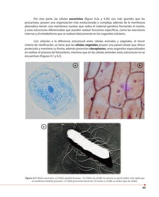 65
Por otra parte, las células eucariotas (figura 4.2a y 4.2b) son más grandes que las
procariotas, poseen una organización más evolucionada y compleja; además de la membrana
plasmática tienen una membrana nuclear que rodea el material genético formando el núcleo,
y unas estructuras diferenciadas que pueden realizar funciones específicas, como las reacciones
internas y el metabolismo que se realizan básicamente en los organelos celulares.
Con relación a la diferencia estructural entre células animales y vegetales, el tercer
criterio de clasificación, se tiene que las células vegetales poseen una pared celular que ofrece
protección y mantiene su forma; además presentan cloroplastos, unos organelos especializados
en realizar el proceso de fotosíntesis, mientras que en las células animales estas estructuras no se
encuentran (Figuras 4.1 y 4.2).
Figura 4.2 Células eucariotas: a) Célula epitelial humana. b) Células de cebolla (se aprecia su pared celular, más rígida que
la membrana también presente). c) Célula procariota (bactería). El núcleo es visible en ambos tipos de células.
a b
c
 