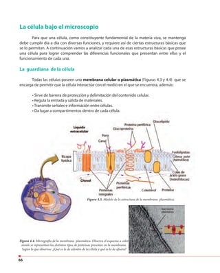 66
La célula bajo el microscopio
Para que una célula, como constituyente fundamental de la materia viva, se mantenga
debe cumplir día a día con diversas funciones, y requiere así de ciertas estructuras básicas que
se lo permitan. A continuación vamos a analizar cada una de esas estructuras básicas que posee
una célula para lograr comprender las diferencias funcionales que presentan entre ellas y el
funcionamiento de cada una.
La guardiana de la célula
Todas las células poseen una membrana celular o plasmática (Figuras 4.3 y 4.4) que se
encarga de permitir que la célula interactúe con el medio en el que se encuentra, además:
• Sirve de barrera de protección y delimitación del contenido celular.
• Regula la entrada y salida de materiales.
• Transmite señales e información entre células.
• Da lugar a compartimentos dentro de cada célula.• Da lugar a compartimentos dentro de cada célula.
Figura 4.3. Modelo de la estructura de la membrana plasmática.
Figura 4.4. Micrografía de la membrana plasmática. Observa el esquema a color
donde se representan los distintos tipos de proteínas presentes en la membrana.
Según lo que observas ¿Qué es lo de adentro de la célula y qué es lo de afuera?
 