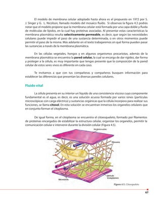 67
El modelo de membrana celular adoptado hasta ahora es el propuesto en 1972 por S.
J. Singer y G. L. Nicolson, llamado modelo del mosaico fluido. Si observas la figura 4.3 podrás
notar que el modelo propone que la membrana celular está formada por una capa doble y fluida
de moléculas de lípidos, en la cual hay proteínas asociadas. Al presentar estas características la
membrana plasmática resulta selectivamente permeable, es decir, que según las necesidades
celulares puede impedir el paso de una sustancia determinada, o en otros momentos puede
permitir el paso de la misma. Más adelante en el texto trabajaremos en qué forma pueden pasar
las sustancias a través de la membrana plasmática.
En las células vegetales, hongos y en algunos organismos procariotas, además de la
membrana plasmática se encuentra la pared celular, la cual se encarga de dar rigidez, dar forma
y proteger a la célula, es muy importante que tengas presente que la composición de la pared
celular de estos seres vivos es diferente en cada caso.
Te invitamos a que con tus compañeras y compañeros busquen información para
establecer las diferencias que presentan las diversas paredes celulares.
Fluido vital
La célula presenta en su interior un líquido de una consistencia viscosa cuyo componente
fundamental es el agua, es decir, es una solución acuosa formada por varios iones (partículas
microscópicas con carga eléctrica) y sustancias orgánicas que la célula incorpora para realizar sus
funciones, se llama citosol. En esta solución se encuentran inmersos los organelos celulares que
en conjunto forman el citoplasma.
De igual forma, en el citoplasma se encuentra el citoesqueleto, formado por filamentos
de proteínas encargados de estabilizar la estructura celular, organizar los organelos, permitir la
comunicación celular e intervenir durante la división celular (Figura 4.5).
Figura 4.5. Citoesqueleto.
 