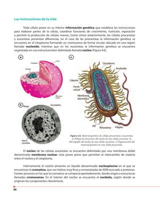 68
Las instrucciones de la vida
Toda célula posee en su interior información genética que establece las instrucciones
para elaborar partes de la célula, coordinar funciones de crecimiento, nutrición, reparación
y permitir la producción de células nuevas. Como vimos anteriormente, las células procariotas
y eucariotas presentan diferencias, en el caso de las procariotas la información genética se
encuentra en el citoplasma formando un cromosoma de forma circular ubicado en una región
llamada nucleoide, mientras que en los eucariotas la información genética se encuentra
organizada en una estructura bien delimitada llamada núcleo (Figura 4.6).
Figura 4.6. Material genético de células procariotas y eucariotas.
a) Dibujo de estructura del núcleo de una célula eucariota. b)
Micrografía del núcleo de una célula eucariota. c) Organización del
material genético en una célula procariota.
El núcleo de las células eucariotas se encuentra delimitado por una membrana doble
denominada membrana nuclear, ésta posee poros que permiten el intercambio de materia
entre el núcleo y el citoplasma.
Internamente el núcleo presenta un líquido denominado nucleoplasma en el que se
encuentran la cromatina, que son hebras muy finas y enmarañadas de ADN asociado a proteínas.
Existen procesos en los que la cromatina se compacta apretadamente dando origen a estructuras
llamadas cromosomas. En el interior del núcleo se encuentra el nucléolo, región donde se
originan los componentes ribosómicos.
a c
b
 