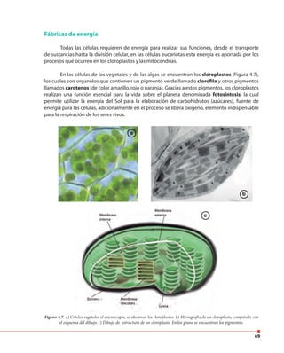 69
Fábricas de energía
Todas las células requieren de energía para realizar sus funciones, desde el transporte
de sustancias hasta la división celular, en las células eucariotas esta energía es aportada por los
procesos que ocurren en los cloroplastos y las mitocondrias.
En las células de los vegetales y de las algas se encuentran los cloroplastos (Figura 4.7),
los cuales son organelos que contienen un pigmento verde llamado clorofila y otros pigmentos
llamados carotenos (de color amarillo, rojo o naranja). Gracias a estos pigmentos, los cloroplastos
realizan una función esencial para la vida sobre el planeta denominada fotosíntesis, la cual
permite utilizar la energía del Sol para la elaboración de carbohidratos (azúcares), fuente de
energía para las células, adicionalmente en el proceso se libera oxígeno, elemento indispensable
para la respiración de los seres vivos.
Figura 4.7. a) Células vegetales al microscopio, se observan los cloroplastos. b) Micrografía de un cloroplasto, compárala con
el esquema del dibujo. c) Dibujo de estructura de un cloroplasto. En los grana se encuentran los pigmentos.
a
c
b
 