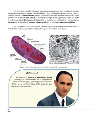 70
Por lo general, todas las células de los organismos eucariotas, sean vegetales o animales,
presentan mitocondrias, aunque hay excepciones, como los glóbulos rojos de nuestro cuerpo y
algunas amibas. Las mitocondrias (Figura 4.8) son conocidas como la central eléctrica de la célula,
permitiendo la respiración celular para producir energía. Estos organelos poseen una doble
membrana, una membrana externa lisa que está en contacto con el citoplasma y una membrana
interna que se pliega hacia la matriz mitocondrial para formar las crestas mitocondriales.
Los cloroplastos y las mitocondrias tienen su propio ADN. El ADN mitocondrial sólo se
hereda de la madre, a partir de las mitocondrias que se encuentran en el óvulo.
a b
Figura 4.8. a) Estructura de una mitocondria. b) Micrografía de una mitocondria.
¿Sabías que…?
El venezolano Humberto Fernández Morán
contribuyó al conocimiento de la organización
celular submicroscópica, estudió partículas mitocon-
driales que permitieron comprender procesos que
ocurren en estos organelos.
¿Sabías que…?
Humberto Fernández Morán
contribuyó al conocimiento de la organización
celular submicroscópica, estudió partículas mitocon-
driales que permitieron comprender procesos que
 