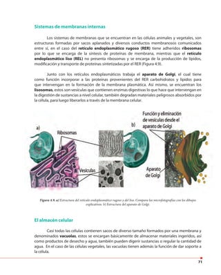 71
Sistemas de membranas internas
Los sistemas de membranas que se encuentran en las células animales y vegetales, son
estructuras formadas por sacos aplanados y diversos conductos membranosos comunicados
entre sí, en el caso del retículo endoplasmático rugoso (RER) tiene adheridos ribosomas
por lo que se encarga de la síntesis de proteínas de membrana, mientras que el retículo
endoplasmático liso (REL) no presenta ribosomas y se encarga de la producción de lípidos,
modificación y transporte de proteínas sintetizadas por el RER (Figura 4.9).
Junto con los retículos endoplasmáticos trabaja el aparato de Golgi, el cual tiene
como función incorporar a las proteínas provenientes del RER carbohidratos y lípidos para
que intervengan en la formación de la membrana plasmática. Así mismo, se encuentran los
lisosomas, estos son vesículas que contienen enzimas digestivas lo que hace que intervengan en
la digestión de sustancias a nivel celular, también degradan materiales peligrosos absorbidos por
la célula, para luego liberarlos a través de la membrana celular.
Figura 4.9. a) Estructura del retículo endoplasmático rugoso y del liso. Compara las microfotografías con los dibujos
explicativos. b) Estructura del aparato de Golgi.
El almacén celular
Casi todas las células contienen sacos de diverso tamaño formados por una membrana y
denominados vacuolas, estos se encargan básicamente de almacenar materiales ingeridos, así
como productos de desecho y agua, también pueden digerir sustancias o regular la cantidad de
agua. En el caso de las células vegetales, las vacuolas tienen además la función de dar soporte a
la célula.
 