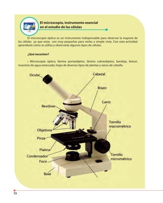 72
El microscopio, instrumento esencial
en el estudio de las células
El microscopio óptico es un instrumento indispensable para observar la mayoría de
las células ya que estas son muy pequeñas para verlas a simple vista. Con esta actividad
aprenderás cómo se utiliza y observarás algunos tipos de células.
¿Qué necesitan?
• Microscopio óptico, lámina portaobjetos, lámina cubreobjetos, bandeja, bisturí,
muestras de agua estancada, hojas de diversos tipos de plantas y raíces de cebolla.
 
