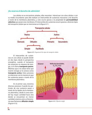 76
¡Se reserva el derecho de admisión!
Las células no se encuentran aisladas, ellas necesitan interactuar con otras células o con
su medio circundante: para ello realizan un intercambio de sustancias necesarias y de desecho
a través de la membrana plasmática, y esto ocurre gracias a la propiedad de permeabilidad
selectiva que posee esta membrana. El intercambio de sustancias ocurre gracias a diversos tipos
de transporte celular que se mencionan en la figura 4.11.
Figura 4.11. Esquema de los tipos de transporte celular.
El intercambio de sustan-
cias en una célula se puede dividir
en dos tipos desde la perspectiva
energética, cuando el transporte
de sustancias no requiere de ener-
gía, se le llama transporte pasivo.
Mientras que si la célula tiene que
invertir energía se le conoce como
transporte activo. Estos procesos
se relacionan con la manera en que
las sustancias pasan a través de la
membrana plasmática.
En el primer caso, tenemos
diversos procesos: Cuando las par-
tículas de una sustancia pasan a
través de los lípidos de la membra-
na plasmática, desde la zona don-
de hay mayor cantidad hacia otra
donde se encuentran en menor
cantidad, estamos ante un fenome-
mo que llamamos difusión simple
(Figura 4.12).
Figura 4.12. Difusión simple.
 
