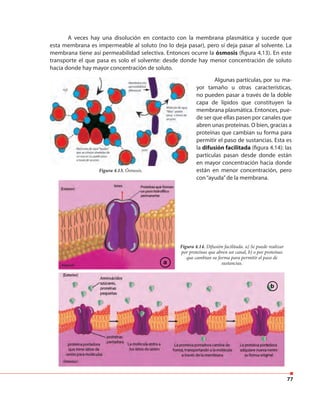 77
A veces hay una disolución en contacto con la membrana plasmática y sucede que
esta membrana es impermeable al soluto (no lo deja pasar), pero sí deja pasar al solvente. La
membrana tiene así permeabilidad selectiva. Entonces ocurre la ósmosis (figura 4.13). En este
transporte el que pasa es solo el solvente: desde donde hay menor concentración de soluto
hacia donde hay mayor concentración de soluto.
Figura 4.13. Ósmosis.
Algunas partículas, por su ma-
yor tamaño u otras características,
no pueden pasar a través de la doble
capa de lípidos que constituyen la
membrana plasmática. Entonces, pue-
de ser que ellas pasen por canales que
abren unas proteínas. O bien, gracias a
proteínas que cambian su forma para
permitir el paso de sustancias. Esta es
la difusión facilitada (figura 4.14): las
partículas pasan desde donde están
en mayor concentración hacia donde
están en menor concentración, pero
con“ayuda”de la membrana.
Figura 4.14. Difusión facilitada. a) Se puede realizar
por proteínas que abren un canal, b) o por proteínas
que cambian su forma para permitir el paso de
sustancias.a
b
 