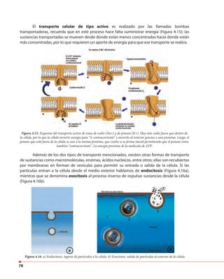78
El transporte celular de tipo activo es realizado por las llamadas bombas
transportadoras, recuerda que en este proceso hace falta suministrar energía (Figura 4.15); las
sustancias transportadas se mueven desde donde están menos concentradas hacia donde están
más concentradas, por lo que requieren un aporte de energía para que ese transporte se realice.
Figura 4.15. Esquema del transporte activo de iones de sodio (Na+) y de potasio (K+). Hay más sodio fuera que dentro de
la célula, por lo que la célula invierte energía para “ir contracorriente” y moverlo al exterior gracias a una proteína. Luego, el
potasio que está fuera de la célula se une a la misma proteína, que vuelve a su forma inicial permitiendo que el potasio entre,
también “contracorriente”. La energía proviene de la molécula de ATP:
Además de los dos tipos de transporte mencionados, existen otras formas de transporte
de sustancias como macromoléculas, enzimas, ácidos nucleicos, entre otros; ellas son recubiertas
por membranas en forman de vesículas para permitir su entrada o salida de la célula. Si las
partículas entran a la célula desde el medio exterior hablamos de endocitosis (Figura 4.16a),
mientras que se denomina exocitosis al proceso inverso de expulsar sustancias desde la célula
(Figura 4.16b).
Figura 4.16. a) Endocitosis, ingreso de partículas a la célula. b) Exocitosis, salida de partículas al exterior de la célula.
a b
 