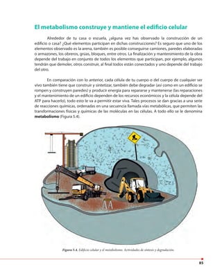 85
El metabolismo construye y mantiene el edificio celular
Alrededor de tu casa o escuela, ¿alguna vez has observado la construcción de un
edificio o casa? ¿Qué elementos participan en dichas construcciones? Es seguro que uno de los
elementos observado es la arena, también es posible conseguirse camiones, paredes elaboradas
o armazones, los obreros, grúas, bloques, entre otros. La finalización y mantenimiento de la obra
depende del trabajo en conjunto de todos los elementos que participan, por ejemplo, algunos
tendrán que demoler, otros construir, al final todos están conectados y uno depende del trabajo
del otro.
En comparación con lo anterior, cada célula de tu cuerpo o del cuerpo de cualquier ser
vivo también tiene que construir y sintetizar, también debe degradar (así como en un edificio se
rompen y construyen paredes) y producir energía para repararse y mantenerse (las reparaciones
y el mantenimiento de un edificio dependen de los recursos económicos y la célula depende del
ATP para hacerlo), todo esto le va a permitir estar viva. Tales procesos se dan gracias a una serie
de reacciones químicas, ordenadas en una secuencia llamada vías metabólicas, que permiten las
transformaciones físicas y químicas de las moléculas en las células. A todo ello se le denomina
metabolismo (Figura 5.4).
Figura 5.4. Edificio celular y el metabolismo. Actividades de síntesis y degradación.
 