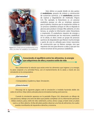 86
Este último se puede dividir en dos partes:
el anabolismo, proceso de síntesis o construcción
de sustancias químicas, y el catabolismo, proceso
de ruptura y degradación de moléculas (Figura
5.5). Por ejemplo, la fotosíntesis es un proceso
anabólico porque en ella se sintetizan azúcares
para la planta; mientras que la respiración celular es
un proceso catabólico porque en ella se degrada la
glucosa para producir energía. Más adelante, en otra
lectura, se amplía la información sobre fotosíntesis
y respiración. El anabolismo requiere de energía y
esta es suministrada por las reacciones catabólicas
en la célula, es decir, existe un grupo de procesos
químicos de degradación que liberan mucha energía
y parte de esta es utilizada para iniciar reacciones
de construcción que no liberan energía, sino que
requieren de esta para llevarse a cabo y que por eso
mismo la toman de los procesos catabólicos.
Figura 5.5. ¿Cuáles procesos predominarán en las
niñas y los niños: los catabólicos o los anabólicos?
Conociendo el equilibrio entre los alimentos, la energía
que adquirimos de ellos y nuestro estilo de vida
Vas a determinar la relación que existe entre los alimentos que ingieres y su energía,
tu peso corporal y tu actividad física, con el mantenimiento de la salud, a través de una
simulación en la computadora.
¿Qué necesitas?
• Computadora. Cuaderno y lápiz. Simulación.
¿Cómo lo harás?
Descarga de la siguiente página web la simulación e instálala haciendo doble clic
sobre el archivo. http://phet.colorado.edu/es/simulation/eating-and-exercise.
Cuando la simulación aparezca en la pantalla (Figura 5.6), observarás un dibujo de
una persona y debajo una serie de datos que podrás completar con tu información personal.
(Edad, estatura, peso, estilo de vida: sedentario, activo, otros). Luego, al lado verás un plato
vacío y un libro abierto. Arriba del plato podrás observar una lista de alimentos, los cuales
puedes movilizarlos de izquierda a derecha y viceversa.
 