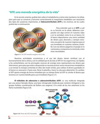88
“ATP, una moneda energética de la vida”
En la sección anterior, pudiste leer sobre el metabolismo y cómo este mantiene a la célula,
pero para que se conserve y funcione correctamente la maquinaria metabólica son necesarias
dos tipos de sustancias importantes, el Adenosintrifosfato (ATP) y las enzimas, de las cuales
podrás leer a continuación.
Para entender qué es el ATP y cuál
es su función en la célula, debemos com-
pararlo con algo común en nuestras vidas
y en la sociedad, como lo es un banco. En
el banco depositamos una cierta cantidad
de dinero para ahorrarlo y siempre tene-
mos una parte de nuestros ingresos para el
uso inmediato en nuestras carteras y bolsi-
llo. Con ese dinero pagamos el pasaje en la
camioneta y compramos la merienda, entre
otras necesidades.
Figura 5.7. El ATP, moneda energética de la vida.
Nuestras actividades económicas y el uso del dinero tienen similitud con el
funcionamiento de la célula y con la utilidad que le da ésta al ATP. En los organismos, los lípidos
y los carbohidratos son las principales reservas de energía (esto representaría ese dinero que
ahorramos), pero para que estén a disposición se necesita activar varios mecanismos metabólicos
y así extraer la energía contenida en ellos (de modo similar, para utilizar el dinero guardado en
el banco es necesario ir hasta este, llenar la planilla y hacer la cola para obtenerlo). En cambio,
el ATP aporta energía de forma inmediata por un tiempo finito (el ATP es similar al dinero que
tenemos en nuestro bolsillo para uso inmediato) (Figura 5.7).
El trifosfato de adenosina o adenosintrifosfato (ATP), es una molécula integrada
por una azúcar llamada ribosa, una base nitrogenada (molécula que contiene nitrógeno) y tres
grupos fosfatos (combinación de fósforo con oxígeno). A la unión de los tres anteriores se les
llama nucleótido (Figura 5.8).
Figura 5.8. Partes del ATP. Nucleótido.
 
