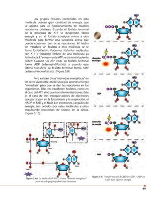 89
Los grupos fosfatos contenidos en esta
molécula poseen gran cantidad de energía, que
se aporta para el funcionamiento de muchas
reacciones celulares. Cuando el fosfato terminal
de la molécula de ATP se desprende, libera
energía y así el fosfato consigue unirse a otra
molécula para formar una sustancia activa que
puede continuar con otras reacciones. Al hecho
de transferir un fosfato a otra molécula se le
llama fosforilación. Podemos fosforilar moléculas
con ATP o tomando fosfato de una molécula ya
fosforilada. El consumo de ATP se da en el siguiente
orden: Cuando un ATP cede su fosfato terminal
forma ADP (adenosindifosfato) y cuando este
último transfiere su fosfato terminal forma AMP
(adenosinmonofosfato). (Figura 5.9).
Pero existen otras “monedas energéticas” en
los seres vivos: otras moléculas que aportan energía
“inmediata” para que se den las reacciones en los
organismos. Ellas no transfieren fosfatos, como en
el caso del ATP, sino que transfieren electrones. Este
es el caso de tres transportadores de electrones
que participan en la fotosíntesis y la respiración, el
NADP, el FAD y el NAD. Los electrones, cargados de
energía, son cedidos por estas moléculas a otras
impulsando reacciones de síntesis en la célula.
(Figura 5.10).
Figura 5.9. Transformación de ATP en ADP y ADP en
AMP, para aportar energía.Figura 5.10. La molécula de NAD es otra “moneda energética”
pero no cede grupos fosfato sino electrones.
 