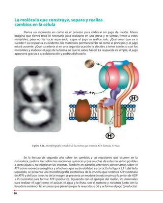 90
La molécula que construye, separa y realiza
cambios en la célula
Piensa un momento en como es el proceso para elaborar un jugo de melón. Ahora
imagina que tienes todo lo necesario para realizarlo en una mesa y te sientas frente a estos
materiales, pero no los tocas esperando a que el jugo se realice solo. ¿Qué crees que va a
suceder? La respuesta es evidente, los materiales permanecerán tal como al principio y el jugo
estará ausente. ¿Qué sucedería si en una segunda ocasión te decides a tener contacto con los
materiales y elaborar el jugo de la forma en que lo sabes hacer? La respuesta es simple, el jugo
aparecerá gracias a tu colaboración y podrás disfrutarlo.
En la lectura de segundo año sobre los cambios y las reacciones que ocurren en la
naturaleza, pudiste leer sobre las reacciones químicas y que muchas de estas no serían posibles
a corto plazo si no existieran las enzimas. También en párrafos anteriores conversamos sobre el
ATP como moneda energética y añadimos que su durabilidad es corta. En la figura 5.11, del lado
izquierdo, se presenta una microfotografía electrónica de la enzima que sintetiza ATP (sintetasa
de ATP) y del lado derecho de la imagen se presenta un modelo de esta enzima y la unión de ADP
+ Pi (sustrato) para formar ATP (producto). Siguiendo con el ejemplo del melón, los materiales
para realizar el jugo como: el azúcar, el agua y la fruta, son el sustrato y nosotros junto con la
licuadora seriamos las enzimas que permiten que la reacción se dé y se forme el jugo (producto).
Figura 5.11. Microfotografía y modelo de la enzima que sintetiza ATP, llamada ATPasa.
 