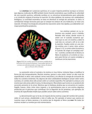 91
Las enzimas son sustancias químicas, en su gran mayoría proteínas (aunque se conoce
que algunas moléculas de ARN también tienen función enzimática), que modifican la velocidad
de una reacción química, sufriendo cambios en su estructura temporalmente pero volviendo
a su condición original al terminar la reacción. En otras palabras, las enzimas son catalizadores
biológicos. La actividad enzimática se basa en disminuir la energía de activación, es decir, la
cantidad de energía necesaria para que se rompan los enlaces de una molécula y se inicie una
reacción. Al reducir la energía de activación las reacciones serán más rápidas y se obtendrán con
mayor prontitud los productos.
Las enzimas poseen en su es-
tructura una cavidad, surco o bolsillo,
llamado sitio activo, donde ocurre la
unión con el sustrato (sustancia quí-
mica que se une a la enzima y sobre la
cual esta va a actuar) y allí se va a dar
la reacción. Pueden existir en una mis-
ma enzima uno o varios sitios activos
(Figura 5.12). La unión entre la enzima y
el sustrato da origen al complejo enzi-
ma – sustrato, cuando este se disocia, se
libera el producto y la enzima se recu-
pera para formar un nuevo complejo y
continuar con las reacciones.
Figura 5.12. Este modelo representa de manera simplificada la
estructura de la enzima β-lactamasa. Como podrás apreciar, las
enzimas son moléculas grandes con largas cadenas de átomos
que se enroscan sobre sí mismas.
La asociación entre el sustrato y la enzima es muy íntima, inclusive llega a modificar la
forma de ésta temporalmente. Muchas enzimas, gracias a esta unión, tienen un alto nivel de
especificidad, es decir, solo aceleran ciertas reacciones y no afectan la energía de activación de
todos los sustratos existentes. Así, algunos de estos catalizadores biológicos actúan sobre varios
sustratos, en cambio otros sólo actúan sobre un sustrato específico. Por ejemplo la ureasa es una
enzima que solo actúa sobre la úrea y la descompone. (Recordarás que la úrea es un producto de
excreción presente en la orina). Mientras que la fosfatasa alcalina que se encuentra en nuestro
hígado, huesos, riñón, entre otros órganos, y la quimiotripsina que es una enzima digestiva
producida por el páncreas que contribuye con la digestión de las proteínas, son ejemplos de
enzimas de especificidad amplia (que pueden actuar sobre varios sustratos).
La denominación que se le da a la mayoría de las enzimas surge del nombre del sustrato
sobre el cual actúan, añadiéndole a éste el sufijo asa. Por ejemplo, el azúcar que usamos en
nuestras casas se llama sacarosa, y la enzima que la degrada se llama sacarasa. No todas las
enzimas reciben su nombre por esta nomenclatura.
 