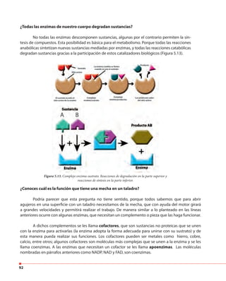 92
¿Todas las enzimas de nuestro cuerpo degradan sustancias?
No todas las enzimas descomponen sustancias, algunas por el contrario permiten la sín-
tesis de compuestos. Esta posibilidad es básica para el metabolismo. Porque todas las reacciones
anabólicas sintetizan nuevas sustancias mediadas por enzimas, y todas las reacciones catabólicas
degradan sustancias gracias a la participación de estos catalizadores biológicos (Figura 5.13).
Figura 5.13. Complejo enzima-sustrato. Reacciones de degradación en la parte superior y
reacciones de síntesis en la parte inferior.
¿Conoces cuál es la función que tiene una mecha en un taladro?
Podría parecer que esta pregunta no tiene sentido, porque todos sabemos que para abrir
agujeros en una superficie con un taladro necesitamos de la mecha, que con ayuda del motor girará
a grandes velocidades y permitirá realizar el trabajo. De manera similar a lo planteado en las líneas
anteriores ocurre con algunas enzimas, que necesitan un complemento o pieza que las haga funcionar.
A dichos complementos se les llama cofactores, que son sustancias no proteicas que se unen
con la enzima para activarlas (la enzima adopta la forma adecuada para unirse con su sustrato) y de
esta manera pueda realizar sus funciones. Los cofactores pueden ser metales como hierro, cobre,
calcio, entre otros; algunos cofactores son moléculas más complejas que se unen a la enzima y se les
llama coenzimas. A las enzimas que necesitan un cofactor se les llama apoenzimas. Las moléculas
nombradas en párrafos anteriores como NADP, NAD y FAD, son coenzimas.
 