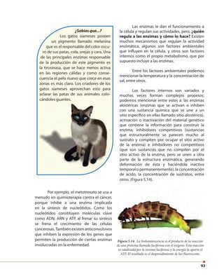 93
¿Sabías que...?
Los gatos siameses poseen
un pigmento llamado melanina
que es el responsable del color oscu-
ro de sus patas, cola, orejas y cara. Una
de las principales enzimas responsable
de la producción de este pigmento es
la tirosinasa, que se hace menos activa
en las regiones cálidas y como conse-
cuencia el pelo nuevo que crece en esas
zonas es más claro. Los criadores de los
gatos siameses aprovechan esto para
aclarar las patas de sus animales colo-
cándoles guantes.
Las enzimas le dan el funcionamiento a
la célula y regulan sus actividades, pero, ¿quién
regula a las enzimas y cómo lo hace? Existen
muchos mecanismos que regulan la actividad
enzimática, algunos son factores ambientales
que influyen en la célula, y otros son factores
internos como el propio metabolismo, que por
supuesto incluye a las enzimas.
Entre los factores ambientales podemos
mencionar la temperatura y la concentración de
sal, entre otros.
Los factores internos son variados y
muchas veces forman complejos procesos;
podemos mencionar entre estos a: las enzimas
alostéricas (enzimas que se activan o inhiben
con una sustancia química que se une a un
sitio específico en ellas llamado sitio alostérico),
activación o inactivación del material genético
que contiene la información para construir la
enzima, inhibidores competitivos (sustancias
que estructuralmente se parecen mucho al
sustrato y compiten por ocupar el sitio activo
de la enzima) e inhibidores no competitivos
(que son sustancias que no compiten por el
sitio activo de la enzima, pero se unen a otra
parte de la estructura enzimática, generando
deformación de ésta y haciéndola inactiva
temporal o permanentemente), la concentración
de ácido, la concentración de sustratos, entre
otros. (Figura 5.14).
Por ejemplo, el metotrexato se usa a
menudo en quimioterapia contra el cáncer,
porque inhibe a una enzima implicada
en la síntesis de nucleótidos. Como los
nucleótidos constituyen moléculas clave
como ADN, ARN y ATP, al frenar su síntesis
se frena el crecimiento de las células
cancerosas.También existen anticonvulsivos
que inhiben la expresión de los genes que
permiten la producción de ciertas enzimas
involucradas en la enfermedad.
Figura 5.14. La bioluminiscencia es el producto de la reacción
de una proteína llamada luciferina con el oxígeno. Esta reacción
es catalizada por la enzima luciferasa y la energía la aporta el
ATP. El resultado es el desprendimiento de luz fluorescente.
otros. (Figura 5.14).
Por ejemplo, el metotrexato se usa a
menudo en quimioterapia contra el cáncer,
porque inhibe a una enzima implicada
en la síntesis de nucleótidos. Como los
nucleótidos constituyen moléculas clave
como ADN, ARN y ATP, al frenar su síntesis
se frena el crecimiento de las células
cancerosas.También existen anticonvulsivos
que inhiben la expresión de los genes que
permiten la producción de ciertas enzimas Figura 5.14. La bioluminiscencia es el producto de la reacción
de una proteína llamada luciferina con el oxígeno. Esta reacción
es catalizada por la enzima luciferasa y la energía la aporta el
ATP. El resultado es el desprendimiento de luz fluorescente.
 