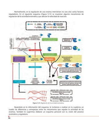 94
Normalmente, en la regulación de una enzima intervienen no uno sino varios factores
reguladores. En el siguiente esquema (Figura 5.15) se muestran algunos mecanismos de
regulación de la actividad enzimática, que afectan la velocidad de reacción.
Figura 5.15. Regulación de la actividad enzimática.
Basándote en la información del esquema, te invitamos a realizar en tu cuaderno un
cuadro de diferencias y semejanzas entre los mecanismos que regulan la actividad de las
enzimas. También te sugerimos elaborar un esquema personal con tu visión del proceso
enzimático y regulatorio.
 