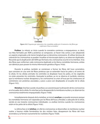 10
Figura 14.5. Esquema que representa a las cromátidas unidas por el cinetocoro a las fibras que
conforman el huso acromático.
Profase. La mitosis se inicia cuando la cromatina comienza a empaquetarse, es decir,
sus hilos formados por ADN y proteínas se compactan, se hacen más cortos y van adoptando
un aspecto engrosado y de menor longitud que se denomina cromosoma. Al utilizar técnicas de
coloración los cromosomas se pueden visualizar al microscopio óptico y se observan duplicados.
Recuerda que la duplicación del ADN que formará a los cromosomas ocurrió en la interfase. A las
dos fibras que conforman cada cromosoma duplicado se les llama cromátidas hermanas, ambas
son idénticas pues poseen la misma información genética (Figura 14.6a).
Durante la profase, también se comienzan a formar las fibras del huso acromático,
que consisten en una serie de fibras proteicas que se extienden hacia los polos y el centro de
la célula. En las células animales los centriolos se desplazan hacia los polos, en las vegetales
no están presentes los centriolos. Avanzada la profase, ya no se observa el nucléolo, mientras
que la membrana nuclear desaparece y los cromosomas se unen al huso por los cinetocoros (el
centrómero con proteínas asociadas), y poco a poco son desplazados al ecuador de la célula
(Figura 14.5).
Metafase. Esta fase sucede a la profase y se caracteriza por la alineación de los cromosomas
en el ecuador de la célula. En esta fase ya ha desaparecido la membrana nuclear y se observan los
cromosomas totalmente empaquetados (Figura 14.6b).
Inmediatamente después de la metafase, se inicia la anafase y se puede reconocer porque
las cromátidas hermanas son separadas por las fibras del huso y llevadas a cada polo de la célula,
siendo en ese instante cromosomas individuales. La anafase termina cuando los cromosomas
están en los polos de la célula (Figura 14.6c).
La última fase es la telofase, en ella los cromosomas se desenrollan, la membrana nuclear
vuelve a hacerse visible formándose los dos núcleos hijos, desaparecen las fibras del huso
acromático y se forman nuevamente los nucléolos (Figura 14.6d).
 