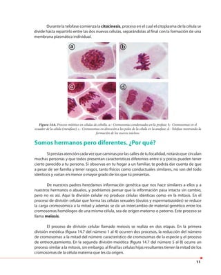 11
Durante la telofase comienza la citocinesis, proceso en el cual el citoplasma de la célula se
divide hasta repartirlo entre las dos nuevas células, separándolas al final con la formación de una
membrana plasmática individual.
Figura 14.6. Proceso mitótico en células de cebolla. a.- Cromosomas condensados en la profase; b.- Cromosomas en el
ecuador de la célula (metafase); c.- Cromosomas en dirección a los polos de la célula en la anafase; d.- Telofase mostrando la
formación de los nuevos núcleos.
Somos hermanos pero diferentes. ¿Por qué?
Si prestas atención cada vez que caminas por las calles de tu localidad, notarás que circulan
muchas personas y que todos presentan características diferentes entre sí y pocos pueden tener
cierto parecido a tu persona. Si observas en tu hogar a un familiar, te podrás dar cuenta de que
a pesar de ser familia y tener rasgos, tanto físicos como conductuales similares, no son del todo
idénticos y varían en menor o mayor grado de los que tú presentas.
De nuestros padres heredamos información genética que nos hace similares a ellos y a
nuestros hermanos o abuelos, y podríamos pensar que la información pasa intacta sin cambio,
pero no es así. Aquí la división celular no produce células idénticas como en la mitosis. En el
proceso de división celular que forma las células sexuales (óvulos y espermatozoides) se reduce
la carga cromosómica a la mitad y además se da un intercambio de material genético entre los
cromosomas homólogos de una misma célula, sea de origen materno o paterno. Este proceso se
llama meiosis.
El proceso de división celular llamado meiosis se realiza en dos etapas. En la primera
división meiótica (figura 14.7 del número 1 al 4) ocurren dos procesos, la reducción del número
de cromosomas a la mitad del número característico de cromosomas de la especie y el proceso
de entrecruzamiento. En la segunda división meiótica (figura 14.7 del número 5 al 8) ocurre un
proceso similar a la mitosis, sin embargo, al final las células hijas resultantes tienen la mitad de los
cromosomas de la célula materna que les da origen.
a b
dc
 