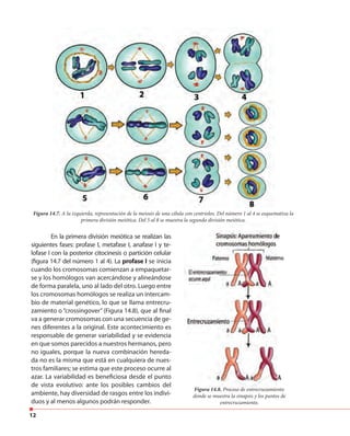12
Figura 14.7. A la izquierda, representación de la meiosis de una célula con centriolos. Del número 1 al 4 se esquematiza la
primera división meiótica. Del 5 al 8 se muestra la segunda división meiótica.
En la primera división meiótica se realizan las
siguientes fases: profase I, metafase I, anafase I y te-
lofase I con la posterior citocinesis o partición celular
(figura 14.7 del número 1 al 4). La profase I se inicia
cuando los cromosomas comienzan a empaquetar-
se y los homólogos van acercándose y alineándose
de forma paralela, uno al lado del otro. Luego entre
los cromosomas homólogos se realiza un intercam-
bio de material genético, lo que se llama entrecru-
zamiento o “crossingover” (Figura 14.8), que al final
va a generar cromosomas con una secuencia de ge-
nes diferentes a la original. Este acontecimiento es
responsable de generar variabilidad y se evidencia
en que somos parecidos a nuestros hermanos, pero
no iguales, porque la nueva combinación hereda-
da no es la misma que está en cualquiera de nues-
tros familiares; se estima que este proceso ocurre al
azar. La variabilidad es beneficiosa desde el punto
de vista evolutivo: ante los posibles cambios del
ambiente, hay diversidad de rasgos entre los indivi-
duos y al menos algunos podrán responder.
primera división meiótica. Del 5 al 8 se muestra la segunda división meiótica.
Figura 14.8. Proceso de entrecruzamiento
donde se muestra la sinapsis y los puntos de
entrecruzamiento.
 
