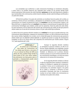 13
Las cromátidas que conforman a cada cromosoma homólogo se mantienen alineadas,
y estos entre sí se pueden observar por separado pero unidos en los puntos donde hubo
entrecruzamiento. Estos puntos de unión llamados quiasmas son de vital importancia, debido a
que mantendrán a los cromosomas unidos hasta la anafase, donde cada homólogo será llevado a
un polo de la célula.
Al final de la profase I, los pares de centriolos se movilizan hacia los polos de la célula, se
comienza a forma el huso acromático y desaparece la membrana nuclear. La alineación de los
cromosomas en el plano ecuatorial da inicio a la metafase I con los cromosomas sujetos a las
fibras del huso. La siguiente fase es la anafase I, esta etapa se caracteriza por la separación de los
cromosomas homólogos que estaban unidos por los quiasmas, hacia los polos de cada célula.
En este momento se da la reducción del número de cromosomas por célula, de 46 que posee la
célula madre (en el caso de los humanos) ahora a 23 por cada célula hija resultante.
La última fase de la primera división meiótica es la telofase I en la que se puede observar a los
cromosomas desenrollándose, reaparece la membrana nuclear y se da la citocinesis para formar
dos nuevas células haploides (n), es decir, con la mitad del juego de cromosomas que poseía la
célula madre que era diploide (célula diploide: es aquella que posee un juego de cromosomas
completo, lo que es lo mismo decir, dos conjuntos de cromosomas por núcleo celular). (Figura
14.7, lado izquierdo del 5 al 8).
¿Sabías que...?
Se estima que si desenrolla-
mos todos los cromosomas de
las células que forman a una perso-
na y se colocan las fibras de ADN una
detrás de otras, podrían llegar desde la
Tierra hasta el Sol y dar varias vueltas.
Esta afirmación nos demuestra cuán or-
ganizado y empaquetado puede estar
nuestro material genético.
Aunque la segunda división meiótica
es semejante al proceso mitótico, en ella no se
forman células diploides sino haploides, puesto
que se partió precisamente de células haploides.
También se diferencia de la primera división
meiótica porque no ocurre entrecruzamiento de
los cromosomas homólogos y no hay una nueva
reducción en el número de cromosomas.
En la segunda división meiótica se llevan
a cabo las siguientes fases: profase II, metafase II,
anafase II y telofase II, seguida de la citocinesis.
La profase II inicia con la condensación de los
cromosomas, los centriolos migran a los polos
de la célula y comienza a formarse el huso
acromático. Avanzada esta fase, la membrana
nuclear no se hace visible y los cromosomas se
movilizan al ecuador de la célula.
 