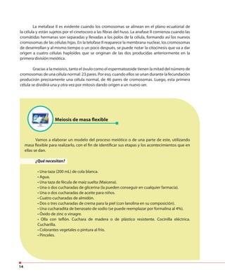 14
La metafase II es evidente cuando los cromosomas se alinean en el plano ecuatorial de
la célula y están sujetos por el cinetocoro a las fibras del huso. La anafase II comienza cuando las
cromátidas hermanas son separadas y llevadas a los polos de la célula, formando así los nuevos
cromosomas de las células hijas. En la telofase II reaparece la membrana nuclear, los cromosomas
de desenrollan y al mismo tiempo o un poco después, se puede notar la citocinesis que va a dar
origen a cuatro células haploides que se originan de las dos producidas anteriormente en la
primera división meiótica.
Gracias a la meioisis, tanto el óvulo como el espermatozoide tienen la mitad del número de
cromosomas de una célula normal: 23 pares. Por eso, cuando ellos se unan durante la fecundación
producirán precisamente una célula normal, de 46 pares de cromosomas. Luego, esta primera
célula se dividirá una y otra vez por mitosis dando origen a un nuevo ser.
Meiosis de masa flexible
Vamos a elaborar un modelo del proceso meiótico o de una parte de este, utilizando
masa flexible para realizarlo, con el fin de identificar sus etapas y los acontecimientos que en
ellas se dan.
¿Qué necesitan?
• Una taza (200 mL) de cola blanca.
• Agua.
• Una taza de fécula de maíz suelta (Maicena).
• Una o dos cucharadas de glicerina (la pueden conseguir en cualquier farmacia).
• Una o dos cucharadas de aceite para niños.
• Cuatro cucharadas de almidón.
• Dos o tres cucharadas de crema para la piel (con lanolina en su composición).
• Una cucharadita de benzoato de sodio (se puede reemplazar por formalina al 4%).
• Óxido de zinc o vinagre.
• Olla con teflón. Cuchara de madera o de plástico resistente. Cocinilla eléctrica.
Cucharilla.
• Colorantes vegetales o pintura al frío.
• Pinceles.
 