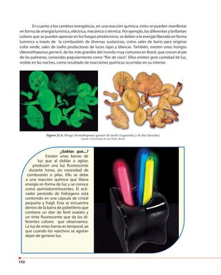 152
En cuanto a los cambios energéticos, en una reacción química, estos se pueden manifestar
en forma de energía lumínica, eléctrica, mecánica o térmica. Por ejemplo, los diferentes y brillantes
colores que se pueden apreciar en los fuegos pirotécnicos, se deben a la energía liberada en forma
lumínica a través de la combustión de diversas sustancias, como sales de bario para originar
color verde, sales de sodio productoras de luces rojas y blancas. También, existen unos hongos
(Neonothopanus garneri), de los más grandes del mundo muy comunes en Brasil, que crecen al pie
de las palmeras, conocidas popularmente como "flor de coco". Ellos emiten gran cantidad de luz,
visible en las noches, como resultado de reacciones químicas ocurridas en su interior.
Figura 21.4. Hongo Neonothopanus garneri de noche (izquierda) y de día (derecha).
Fuente: Universidad de Sao Paolo, Brasil.
¿Sabías que...?
Existen unas barras de
luz que al doblar o agitar,
producen una luz fluorescente
durante horas, sin necesidad de
combustión o pilas. Ello se debe
a una reacción química que libera
energía en forma de luz y se conoce
como quimioluminiscentes. El acti-
vador peróxido de hidrógeno está
contenido en una cápsula de cristal
pequeña y frágil. Esta se encuentra
dentro de la barra de polietileno que
contiene un éter de fenil oxalato y
un tinte fluorescente que da los di-
ferentes colores que observamos.
La luz de estas barras es temporal, ya
que cuando los reactivos se agotan
dejan de generar luz.
 