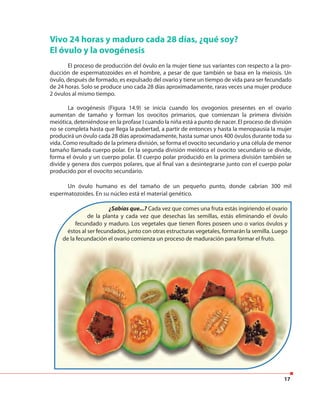 17
Vivo 24 horas y maduro cada 28 días, ¿qué soy?
El óvulo y la ovogénesis
El proceso de producción del óvulo en la mujer tiene sus variantes con respecto a la pro-
ducción de espermatozoides en el hombre, a pesar de que también se basa en la meiosis. Un
óvulo, después de formado, es expulsado del ovario y tiene un tiempo de vida para ser fecundado
de 24 horas. Solo se produce uno cada 28 días aproximadamente, raras veces una mujer produce
2 óvulos al mismo tiempo.
La ovogénesis (Figura 14.9) se inicia cuando los ovogonios presentes en el ovario
aumentan de tamaño y forman los ovocitos primarios, que comienzan la primera división
meiótica, deteniéndose en la profase I cuando la niña está a punto de nacer. El proceso de división
no se completa hasta que llega la pubertad, a partir de entonces y hasta la menopausia la mujer
producirá un óvulo cada 28 días aproximadamente, hasta sumar unos 400 óvulos durante toda su
vida. Como resultado de la primera división, se forma el ovocito secundario y una célula de menor
tamaño llamada cuerpo polar. En la segunda división meiótica el ovocito secundario se divide,
forma el óvulo y un cuerpo polar. El cuerpo polar producido en la primera división también se
divide y genera dos cuerpos polares, que al final van a desintegrarse junto con el cuerpo polar
producido por el ovocito secundario.
Un óvulo humano es del tamaño de un pequeño punto, donde cabrían 300 mil
espermatozoides. En su núcleo está el material genético.
¿Sabías que...? Cada vez que comes una fruta estás ingiriendo el ovario
de la planta y cada vez que desechas las semillas, estás eliminando el óvulo
fecundado y maduro. Los vegetales que tienen flores poseen uno o varios óvulos y
éstos al ser fecundados, junto con otras estructuras vegetales, formarán la semilla. Luego
de la fecundación el ovario comienza un proceso de maduración para formar el fruto.
éstos al ser fecundados, junto con otras estructuras vegetales, formarán la semilla. Luego
de la fecundación el ovario comienza un proceso de maduración para formar el fruto.
 