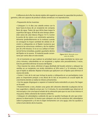 20
A diferencia de la flor los demás tejidos del vegetal no poseen la capacidad de producir
gametos, sólo son capaces de producir células somáticas o no reproductivas.
• Preparación de las muestras:
• En el momento en que realicen la actividad, laven con agua destilada las raíces por
cinco minutos, colocándolas en un recipiente y repitan este procedimiento 3 veces.
Esto les permitirá eliminar el exceso del fijador.
• Para macerar las raíces, eliminen el agua destilada del lavado anterior y ubiquen las
raicillas en un recipiente con ácido clorhídrico al 50% entre 5 a 10 minutos o hasta
que el tejido se ablande. Repitan el lavado que aplicaron con el fijador para eliminar el
exceso de ácido.
• Corten 2 mm de la raíz que incluya la punta y colóquenla en un portaobjetos (este
paso es importante porque a esa altura de la raíz se encuentra un crucial tejido de
crecimiento donde se realiza la mitosis activamente).
• Con las agujas disgreguen o separen el material hasta extenderlo un poco. No hagan
un licuado.
• Posteriormente a esto, añadan unas gotas del colorante obtenido (cualquiera de los
tres sugeridos) y déjenlo actuar por 2 a 5 minutos. Es recomendable que observen al
microscopio o con una lupa el estado de la coloración para que no sea ni tan intensa ni
muy poca. Debe colorearse de manera uniforme.
• Coloquen el cubreobjetos cuidando de que no queden burbujas de aire que entor-
pezcan la observación. Es bueno que coloquen uno de los extremos del cubreobjetos
sobre la preparación y el otro lo bajen lentamente con una aguja, esto los ayudará a
evitar el aire dentro de la muestra.
• Coloquen 5 o 6 días una cebolla entera con la
base hacia la boca de un recipiente de compota
lleno de agua. Traten de que dicha base toque la
superficie del agua. Al final de este tiempo obten-
drán raíces de color blanco (Figura 14.11). Corten
la punta de las raíces a un centímetro aproxima-
damente (preferiblemente en la mañana cuando
se consiguen la mayor cantidad de células en di-
visión) y colóquenlas en el fijador (sustancia que
preserva las estructuras celulares y de los tejidos)
por 20 a 40 minutos. Si no se va a utilizar el mate-
rial de forma inmediata, pueden guardarlo dentro
del fijador en la nevera. El material puede conser-
varse por varios días en este estado.
Figura 14.11. Haciendo crecer
raíces de cebolla.
 
