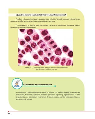 22
Figura 14.13. Mitosis en cebolla: se pueden observar células en diferentes
fases de mitosis y células en interfase.
1.- Realiza un cuadro comparativo entre la mitosis y la meiosis, donde se evidencien
estructuras, funciones, variación entre los procesos, órganos y tejidos donde se dan,
organismos que las realizan y variantes de estos procesos, entre otros aspectos que
consideres de interés.
Actividades de autoevaluación
¿Qué otras maneras efectivas habrá para realizar la experiencia?
Prueben esta experiencia con raíces de ajo o cebollín. También pueden intentarlo con
raíces de semillas germinadas de caraotas, alpiste o lechuga.
Con respecto a la tinción, realicen pruebas con azul de metileno o tintura de yodo, y
observen qué resultados obtienen.
 