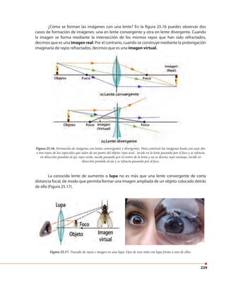 239
¿Cómo se forman las imágenes con una lente? En la figura 25.16 puedes observar dos
casos de formación de imágenes: una en lente convergente y otra en lente divergente. Cuando
la imagen se forma mediante la intersección de los mismos rayos que han sido refractados,
decimos que es una imagen real. Por el contrario, cuando se construye mediante la prolongación
imaginaria de rayos refractados, decimos que es una imagen virtual.
La conocida lente de aumento o lupa no es más que una lente convergente de corta
distancia focal, de modo que permita formar una imagen ampliada de un objeto colocado detrás
de ella (Figura 25.17).
Figura 25.16. Formación de imágenes con lentes convergentes y divergentes. Para construir las imágenes basta con usar dos
o tres rayos de luz especiales que salen de un punto del objeto: rayo azul , incide en la lente pasando por el foco y se refracta
en dirección paralela al eje; rayo verde, incide pasando por el centro de la lente y no se desvía; rayo naranja, incide en
dirección paralelo al eje y se refracta pasando por el foco.
Figura 25.17. Trazado de rayos e imagen en una lupa. Ojos de una niña con lupa frente a uno de ellos.
 