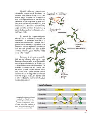 27
Mendel inició sus experimentos
cultivando variedades de la planta de
guisante para obtener líneas puras y así
realizar luego polinización cruzada con
ellas. Sus experimentos se basaron ini-
cialmente en cruzar plantas que se dife-
renciaban solo en una característica, este
tipo de cruce se denomina monohíbrido,
luego tomó las semillas de ese cruce y
las sembró para observar la descenden-
cia (Figura 15.3).
En uno de los cruces realizados
Mendel hizo la polinización cruzada de
una planta de guisantes amarillos con
otra de guisantes verdes a los que llamó
generación de padres (P) (Figura 15.3) de
este cruce obtuvo la primera generación
filial (F1) con plantas que solo daban
semillas amarillas. ¿Qué habría pasado
con el color verde?
Como en la primera generación
filial Mendel obtuvo solo plantas que
daban semillas de color amarillo, decidió
plantar las semillas producto de ese cru-
ce y permitió que se autopolinizaran. De
este cruce obtuvo que tres cuartas par-
tes de las plantas daban semillas ama-
rillas y una cuarta parte semillas verdes
obteniendo así la segunda generación
filial (F2) (Figura 15.3). ¿De dónde salió
el color verde de las nuevas semillas, que
había desaparecido?
Figura 15.3. Cruce monohíbrido
realizado por Mendel en los
guisantes Pisum sativum. Para
facilitar la comprensión de los
cruces se representan con letras los
alelos (dominantes en mayúscula y
recesivos en minúscula).
 