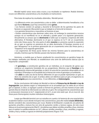 28
Mendel repitió varias veces estos cruces y sus resultados se repitieron. Realizó distintos
cruces con diferentes características y los resultados se mantuvieron.
Para tratar de explicar los resultados obtenidos, Mendel pensó:
• La diferencia entre una característica y otra se debe a determinantes hereditarios a los
que llamó factores y que hoy conocemos como genes.
• Los factores existen en parejas y durante la formación de los gametos los pares de
factores se separarán (Recuerda lo que se trabajó en el tema de la meiosis).
• Los gametos femeninos y masculinos se fusionan al azar.
• Existen características que dominan sobre otras, sin embargo la característica recesiva
aunque no se manifiesta no se ve alterada y puede pasar a la siguiente generación.
Actualmente se conoce que es dominante el alelo que se expresa a expensas del alelo
alternativo. El fenotipo dominante es el que se expresa en la F1 de un cruzamiento
entre dos líneas puras. Por otra parte el alelo recesivo se presenta cuando la expresión
de un gen se suprime en presencia de un alelo dominante. El fenotipo recesivo es el
que “desaparece” en la primera generación de un cruzamiento entre dos líneas puras y
“reaparece”en la segunda generación.
• Los organismos de líneas puras tienen los mismos factores para la característica en
estudio, mientras que los híbridos poseen dos factores diferentes.
Asimismo, a medida que se fueron ampliando los conocimientos en genética luego de
los trabajos realizados por Mendel, se establecieron otra serie de definiciones básicas que es
importante comprender:
• El genotipo, o constitución genética de un individuo, es el conjunto de genes que
contiene un organismo heredado de sus progenitores. Mientras que el fenotipo es la
manifestación externa del genotipo, es decir, la suma de los caracteres observables en un
individuo. El fenotipo es el resultado de la interacción entre el genotipo y el ambiente.
• Un alelo es cada una de las formas diferentes en que se puede representar un gen, es
decir, las variantes de un gen. Si ambos alelos son idénticos para un gen, el organismo es
homocigoto para esa característica. Si son diferentes, es heterocigoto.
De las conclusiones del trabajo de Mendel se deriva la Primera ley de Mendel o Ley de
Segregación, que plantea según su interpretación en la actualidad que: los alelos de un mismo
gen se separan, es decir, se segregan cuando se forman los gametos y de esta manera al azar cada
gameto lleva la mitad de la información (un alelo de un gen). Por consiguiente las características que
se enmascaran (recesivas) en la F1 reaparecerán en la F2, es por esta razón que de un cruce de dos
líneas puras (homocigotas) resultan individuos heterocigotos.
Luego que Mendel terminó con sus estudios en cuanto a la herencia de una característica
se planteó realizar cruces donde incluyera más características, para ello realizó cruces dihíbridos,
donde consideró dos características por cruce. Realizó la fertilización cruzada de una planta de
guisantes amarillos y textura lisa con otra de guisantes verdes y textura rugosa, de este cruce
obtuvo en la primera generación filial (F1
) slo plantas que daban semillas amarillas y lisas, mientras
que al realizar la autofecundación en la F2
obtuvo semillas amarillas y lisas, amarillas y rugosas,
verdes y lisas y verdes y rugosas en distintas proporciones (Figura 15.4).
 