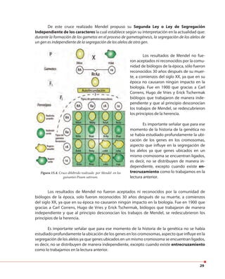 29
De este cruce realizado Mendel propuso su Segunda Ley o Ley de Segregación
Independiente de los caracteres la cual establece según su interpretación en la actualidad que:
durante la formación de los gametos en el proceso de gametogénesis, la segregación de los alelos de
un gen es independiente de la segregación de los alelos de otro gen.
Los resultados de Mendel no fue-
ron aceptados ni reconocidos por la comu-
nidad de biólogos de la época, sólo fueron
reconocidos 30 años después de su muer-
te, a comienzos del siglo XX, ya que en su
época no causaron ningún impacto en la
biología. Fue en 1900 que gracias a Carl
Correns, Hugo de Vries y Erick Tschermak
biólogos que trabajaron de manera inde-
pendiente y que al principio desconocían
los trabajos de Mendel, se redescubrieron
los principios de la herencia.
Es importante señalar que para ese
momento de la historia de la genética no
se había estudiado profundamente la ubi-
cación de los genes en los cromosomas,
aspecto que influye en la segregación de
los alelos ya que genes ubicados en un
mismo cromosoma se encuentran ligados,
es decir, no se distribuyen de manera in-
dependiente, excepto cuando existe en-
trecruzamiento como lo trabajamos en la
lectura anterior.
Figura 15.4. Cruce dihíbrido realizado por Mendel en los
guisantes Pisum sativum.
Los resultados de Mendel no fueron aceptados ni reconocidos por la comunidad de
biólogos de la época, solo fueron reconocidos 30 años después de su muerte, a comienzos
del siglo XX, ya que en su época no causaron ningún impacto en la biología. Fue en 1900 que
gracias a Carl Correns, Hugo de Vries y Erick Tschermak, biólogos que trabajaron de manera
independiente y que al principio desconocían los trabajos de Mendel, se redescubrieron los
principios de la herencia.
Es importante señalar que para ese momento de la historia de la genética no se había
estudiado profundamente la ubicación de los genes en los cromosomas, aspecto que influye en la
segregación de los alelos ya que genes ubicados en un mismo cromosoma se encuentran ligados,
es decir, no se distribuyen de manera independiente, excepto cuando existe entrecruzamiento
como lo trabajamos en la lectura anterior.
 