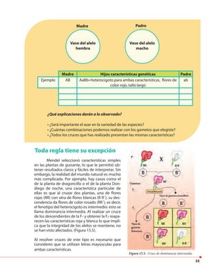 35
¿Qué explicaciones darán a lo observado?
• ¿Será importante el azar en la variedad de las especies?
• ¿Cuántas combinaciones podemos realizar con los gametos que elegiste?
• ¿Todos los cruces que has realizado presentan las mismas características?
Madre Hijos características genéticas Padre
Ejemplo AB AaBb=heterocigoto para ambas características, flores de
color rojo, tallo largo
ab
Toda regla tiene su excepción
Mendel seleccionó características simples
en las plantas de guisante, lo que le permitió ob-
tener resultados claros y fáciles de interpretar. Sin
embargo, la realidad del mundo natural es mucho
más complicada. Por ejemplo, hay casos como el
de la planta de dragoncillo o el de la planta Don-
diego de noche, una característica particular de
ellas es que al cruzar dos plantas, una de flores
rojas (RR) con otra de flores blancas (R´R´), su des-
cendencia da flores de color rosado (RR´), es decir,
el fenotipo del heterocigoto es intermedio: esto se
llama dominancia intermedia. Al realizar un cruce
de los descendientes de la F1 y obtener la F2 reapa-
recen las características roja y blanca lo que impli-
ca que la integridad de los alelos se mantiene, no
se han visto afectados. (Figura 15.5).
Al resolver cruces de este tipo es necesario que
consideres que se utilizan letras mayúsculas para
ambas características.
Figura 15.5. Cruce de dominancia intermedia.
Madre
Vaso del alelo
hembra
Vaso del alelo
macho
Padre
 