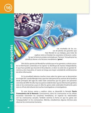 40
Losgenesvienenenpaquetes
Los resultados de los cru-
ces de plantas de guisantes que
hizo Mendel en sus trabajos, para tratar de
explicar cómo se heredan los caracteres, lo llevaron a seña-
lar que la herencia estaba controlada por“factores”. Actualmente los
científicos llaman a los factores mendelianos“genes”.
Otro de los aportes de Mendel fue señalar que en los gametos o células sexua-
les la información contenida en los “genes” se distribuye de manera independiente,
lo que hace posible que durante la fecundación, es decir, la unión de un gameto fe-
menino y otro masculino, el nuevo ser tenga una mayor variedad de combinaciones
de dicha información.
En la actualidad sabemos muchas cosas sobre los genes que se desconocían
en el siglo XIX cuando Mendel vivió y que han sido parte de los avances de la Genética
desde principios del siglo XX; sobre todo conocemos que los genes son porciones
concretas de ADN. Por ello, hoy nos parece evidente decir que la información genética
está en los cromosomas y que en ellos los genes están ordenados linealmente, pero
esto es el fruto del esfuerzo de muchas investigadoras e investigadores.
En esta lectura vamos a explicar cómo se desarrolló la llamada Teoría
Cromosómica de la Herencia. Conoceremos cómo los cromosomas en las células
eucariotas transmiten los caracteres hereditarios, en especial los relacionados
con los cromosomas sexuales. También veremos la forma en que los genes son
“empaquetados” en los cromosomas. Además, estudiaremos algunas técnicas para
observar los cromosomas humanos.
Los resultados de los cru-
ces de plantas de guisantes que
hizo Mendel en sus trabajos, para tratar de
explicar cómo se heredan los caracteres, lo llevaron a seña-
lar que la herencia estaba controlada por“factores”. Actualmente los
científicos llaman a los factores mendelianos“genes”.
Otro de los aportes de Mendel fue señalar que en los gametos o células sexua-
16
 