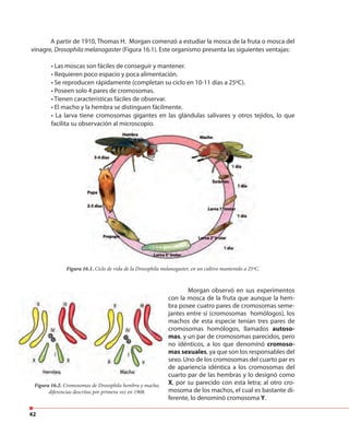 42
A partir de 1910, Thomas H. Morgan comenzó a estudiar la mosca de la fruta o mosca del
vinagre, Drosophila melanogaster (Figura 16.1). Este organismo presenta las siguientes ventajas:
• Las moscas son fáciles de conseguir y mantener.
• Requieren poco espacio y poca alimentación.
• Se reproducen rápidamente (completan su ciclo en 10-11 días a 25ºC).
• Poseen solo 4 pares de cromosomas.
• Tienen características fáciles de observar.
• El macho y la hembra se distinguen fácilmente.
• La larva tiene cromosomas gigantes en las glándulas salivares y otros tejidos, lo que
facilita su observación al microscopio.facilita su observación al microscopio.
Morgan observó en sus experimentos
con la mosca de la fruta que aunque la hem-
bra posee cuatro pares de cromosomas seme-
jantes entre sí (cromosomas homólogos), los
machos de esta especie tenían tres pares de
cromosomas homólogos, llamados autoso-
mas, y un par de cromosomas parecidos, pero
no idénticos, a los que denominó cromoso-
mas sexuales, ya que son los responsables del
sexo. Uno de los cromosomas del cuarto par es
de apariencia idéntica a los cromosomas del
cuarto par de las hembras y lo designó como
X, por su parecido con esta letra; al otro cro-
mosoma de los machos, el cual es bastante di-
ferente, lo denominó cromosoma Y.
jantes entre sí (cromosomas homólogos), los
Figura 16.1. Ciclo de vida de la Drosophila melanogaster, en un cultivo mantenido a 25ºC.
Figura 16.2. Cromosomas de Drosophila hembra y macho,
diferencias descritas por primera vez en 1908.
 