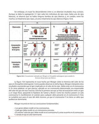 44
Sin embargo, al cruzar los descendientes entre sí, se obtenían resultados muy curiosos.
Aunque se daba la segregación 3:1 (por cada tres individuos de ojos rojos, había uno de ojos
blancos), se observó que no había ninguna hembra de ojos blancos y, en cambio, entre los
machos, la mitad tenía ojos rojos, y la otra mitad tenía los ojos blancos (Figura 16.4).
La figura 16.4 representa el cruce hecho por Morgan sobre la herencia del color de los
ojos en Drosophila melanogaster. Como puedes observar en dicha figura, Morgan interpretó estos
resultados asumiendo que el gen implicado en el color de los ojos debía estar en el cromosoma
X. En otras palabras: un gen preciso, ubicado en un cromosoma determinado, era responsable
del color de ojos de esos insectos. Esta fue la primera vez que se hizo tal asociación entre un gen
y un rasgo físico, apoyando la hipótesis de Sutton y Boveri. Como los machos poseen un solo
cromosoma X, manifestarían el carácter para cualquier alelo presente en el cromosoma X. Esto
se cumpliría aun para el caso del alelo recesivo, ya que el cromosoma Y no tiene un alelo que
pudiera ser dominante.
Morgan resumió en tres sus conclusiones fundamentales:
• Los genes deben residir en los cromosomas,
• Cada gen debe residir en un cromosoma concreto,
• El carácter“color de ojos”debe residir en el cromosoma X y estar ausente en el cromosoma
Y, siendo el rojo el color dominante.
Figura 16.4. Cruzamientos realizados por Morgan en Drosophila melanogaster para estudiar la
herencia del gen para ojos blancos.
 