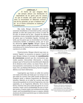 45
Más tarde, Morgan descubrió que muchos
caracteres hereditarios se transmiten juntos, como por
ejemplo, el color del cuerpo de la mosca, el color de
los ojos, el tamaño de las alas... Después de efectuar
numerosos cruces comprobó que había cuatro grupos
de genes que se heredaban ligados. Concluyó, por
tanto, que los genes que se encontraban en el mismo
cromosoma tendían a heredarse juntos, por lo que
los denominó genes ligados. Morgan supuso que
estos genes ligados estaban localizados a lo largo del
cromosoma en la misma forma en que se disponen las
cuentas en un collar.
¿Sabías que...?
El hecho de que Gregorio Men-
del siempre obtuvo una distribución in-
dependiente de los genes para los caracte-
res que él estudió, solo pudo ocurrir porque
estos se encontraban en diferentes cromoso-
mas de los guisantes, ya que si hubieran esta-
do en el mismo cromosoma se hubieran
heredado juntos.
Posteriormente, Morgan observó que esos ca-
racteres "ligados" en ocasiones se separan. A partir de
aquí, Morgan dedujo el concepto de recombinación
de cromosomas: postuló que dos cromosomas apa-
reados pueden intercambiar información, e incluso
propuso que la frecuencia de recombinación depende
de la distancia entre ambos. Las bases físicas del en-
trecruzamiento cromosómico no fueron demostradas
hasta 1931, por Bárbara McClintock y Harriet Creighton
(EEUU) y Curt Stern (Alemania).
Supongamos que tienes un collar de cuentas
con nudos entre ellas, de modo que si se rompe no sal-
gan todas las cuentas. Este collar puede romperse por
cualquier parte, y obtener fragmentos de diferentes
tamaños. Además, en el collar las cuentas que están
más juntas quedarán en el mismo fragmento, y las más
separadas, en un fragmento diferente. De la misma
forma, mientras más cerca estén dos genes en un cro-
mosoma, mayor será la probabilidad de que se here-
den juntos, y cuanto mayor sea la distancia entre ellos,
mayor será la probabilidad de que se separen debido
al proceso de entrecruzamiento que se realiza durante
la división celular.
Bárbara McClintock estudiando los
cromosomas del maíz comprobó el
entrecruzamiento y, años después, el
importante fenómeno de los “genes saltarines”.
Fuente: Laboratorio Cold Spring Harbor.
Morgan en su laboratorio, en 1917. Las mosquitas
están en los frascos.
Fuente: Laboratorio Cold Spring Harbor.
 