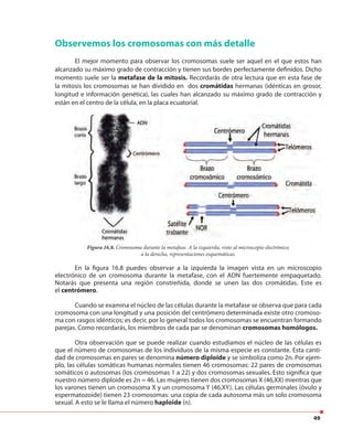 49
Observemos los cromosomas con más detalle
El mejor momento para observar los cromosomas suele ser aquel en el que estos han
alcanzado su máximo grado de contracción y tienen sus bordes perfectamente definidos. Dicho
momento suele ser la metafase de la mitosis. Recordarás de otra lectura que en esta fase de
la mitosis los cromosomas se han dividido en dos cromátidas hermanas (idénticas en grosor,
longitud e información genética), las cuales han alcanzado su máximo grado de contracción y
están en el centro de la célula, en la placa ecuatorial.
Figura 16.8. Cromosoma durante la metafase. A la izquierda, visto al microscopio electrónico;
a la derecha, representaciones esquemáticas.
En la figura 16.8 puedes observar a la izquierda la imagen vista en un microscopio
electrónico de un cromosoma durante la metafase, con el ADN fuertemente empaquetado.
Notarás que presenta una región constreñida, donde se unen las dos cromátidas. Este es
el centrómero.
Cuando se examina el núcleo de las células durante la metafase se observa que para cada
cromosoma con una longitud y una posición del centrómero determinada existe otro cromoso-
ma con rasgos idénticos; es decir, por lo general todos los cromosomas se encuentran formando
parejas. Como recordarás, los miembros de cada par se denominan cromosomas homólogos.
Otra observación que se puede realizar cuando estudiamos el núcleo de las células es
que el número de cromosomas de los individuos de la misma especie es constante. Esta canti-
dad de cromosomas en pares se denomina número diploide y se simboliza como 2n. Por ejem-
plo, las células somáticas humanas normales tienen 46 cromosomas: 22 pares de cromosomas
somáticos o autosomas (los cromosomas 1 a 22) y dos cromosomas sexuales. Esto significa que
nuestro número diploide es 2n = 46. Las mujeres tienen dos cromosomas X (46,XX) mientras que
los varones tienen un cromosoma X y un cromosoma Y (46,XY). Las células germinales (óvulo y
espermatozoide) tienen 23 cromosomas: una copia de cada autosoma más un solo cromosoma
sexual. A esto se le llama el número haploide (n).
 