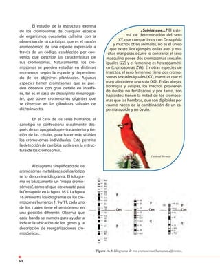 50
¿Sabías que...? El siste-
ma de determinación del sexo
XY, que compartimos con Drosophila
y muchos otros animales, no es el único
que existe. Por ejemplo, en las aves y mu-
chas mariposas ocurre lo contrario: el sexo
masculino posee dos cromosomas sexuales
iguales (ZZ) y el femenino es heterogaméti-
co (cromosomas ZW). En otras especies de
insectos, el sexo femenino tiene dos cromo-
somas sexuales iguales (XX), mientras que el
masculino tiene uno solo (XO). En las abejas,
hormigas y avispas, los machos provienen
de óvulos no fertilizados y por tanto, son
haploides: tienen la mitad de los cromoso-
mas que las hembras, que son diploides por
cuanto nacen de la combinación de un es-
permatozoide y un óvulo.
El estudio de la estructura externa
de los cromosomas de cualquier especie
de organismos eucariotas culmina con la
obtención de su cariotipo, que es el patrón
cromosómico de una especie expresado a
través de un código, establecido por con-
venio, que describe las características de
sus cromosomas. Naturalmente, los cro-
mosomas se pueden estudiar en distintos
momentos según la especie y dependien-
do de los objetivos planteados. Algunas
especies tienen cromosomas que se pue-
den observar con gran detalle en interfa-
se, tal es el caso de Drosophila melanogas-
ter, que posee cromosomas gigantes que
se observan en las glándulas salivales de
dicho insecto.
En el caso de los seres humanos, el
cariotipo se confecciona usualmente des-
pués de un apropiado pre-tratamiento y tin-
ción de las células, para hacer más visibles
los cromosomas individuales. Esto permite
la detección de cambios sutiles en la estruc-
tura de los cromosomas.
Al diagrama simplificado de los
cromosomas metafásicos del cariotipo
se lo denomina idiograma. El idiogra-
ma es básicamente un "mapa cromo-
sómico", como el que observaste para
la Drosophila en la figura 16.5. La figura
16.9 muestra los idiogramas de los cro-
mosomas humanos 1, 9 y 11, cada uno
de los cuales tiene el centrómero en
una posición diferente. Observa que
cada banda se numera para ayudar a
indicar la ubicación de los genes y la
descripción de reorganizaciones cro-
mosómicas.
Figura 16.9. Idiograma de tres cromosomas humanos diferentes.
permatozoide y un óvulo.
Cardenal Bermejo
cromosomas metafásicos del cariotipo
en la figura 16.5. La figura
mosomas humanos 1, 9 y 11, cada uno
de los cuales tiene el centrómero en
cada banda se numera para ayudar a
 