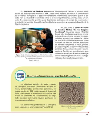 53
El Laboratorio de Genética Humana que funciona desde 1969 en el Instituto Vene-
zolano de Investigaciones Científicas (IVIC) tiene como objetivo desarrollar el conocimiento
de la herencia biológica en la población venezolana, identificando las variables que en el pa-
sado, y en la actualidad, han influido sobre su estructura poblacional. Además, presta un ser-
vicio de asesoramiento genético para diagnóstico, estimación de riesgo de recurrencia y
orientación terapéutica de problemas hereditarios y congénitos, y uno para indagación de la
filiación biológica.
Por otra parte, el Centro Nacional
de Genética Médica “Dr. José Gregorio
Hernández” (Guarenas, estado Miranda)
brinda a las familias asesoramiento en ma-
teria genética, así como otros servicios ase-
quibles y gratuitos que mejoran la calidad
de vida de la población venezolana, como
consultas de atención prenatal, evaluación
de defectos congénitos al nacer, psicolo-
gía, ecosonografía, asesoramiento genético,
genética clínica, psicopedagogía y neuro-
pediatría. También en otros institutos y en
universidades del país se realizan investiga-
ciones sobre citogenética humana y citoge-
nética de diversas plantas y animales.
Figura 16.11. Estudios citogenéticos en el Centro Nacional de
Genética Médica permiten atender enfermedades cromosómicas
de la población venezolana.
Fuente: Ciudad CCS.
Observemos los cromosomas gigantes de Drosophila
Las glándulas salivales de varias especies
de Drosophila contienen cromosomas de gran ta-
maño, denominados cromosomas politénicos, los
cuales pueden ser 100 veces mayores de lo normal.
Estos cromosomas se mantienen en interfase, por
lo que las cromátidas no se condensan y su longi-
tud y su grosor son mucho mayores que los de los
cromosomas metafásicos.
Los cromosomas politénicos en la Drosophila
están asociados en un cromocentro (Figura 16.12).
Figura 16.12. Cromosomas gigantes
de Drosophila.
 