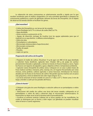 54
La obtención de estos cromosomas es relativamente sencilla y rápida por lo que
resultan excelentes para el análisis citogenético. En esta actividad aprenderás a preparar los
cromosomas politénicos a partir de glándulas salivares de larvas de Drosophila, con el objeto
de observar las bandas donde se localizan los genes.
¿Qué necesitan?
• Cultivo de Drosophila sp. con larvas de 3er estadio.
• Suero fisiológico al 0.7 % o cloruro de sodio (NaCl) al 7%.
• Agua destilada.
• Aceto-orceína o acetocarmín al 2%.
• Agujas de disección, jeringas de insulina (con las agujas aplastadas para que el
material no se vaya dentro) o alfileres entomológicos.
• Vidrio de reloj.
• Portaobjetos y cubreobjetos.
• Microscopio estereoscópico (lupa binocular).
• Microscopio compuesto.
• Toallas de papel.
• Pinceles.
• Lápiz con goma.
Preparación del cultivo de Drosphila
• Preparen el medio de cultivo. Disuelvan 15 g de agar con 480 ml de agua destilada
y calienten hasta ebullición, agitando bien. Añadan 500 g de pulpa de cambur
previamente triturada o aplastada y viertan la mezcla en frascos limpios y secos. Tapen
los frascos con tapones de algodón y gasa y déjenlos enfriar a temperatura ambiente.
• Capturen varias Drosophila de ambos sexos. Coloquen en un vaso o plato trozos de
fruta madura (cambur, manzana, piña, naranja, etc.) en lugares frecuentados por estas
moscas, como jardines, cultivos agrícolas o zonas boscosas. Introduzcan las moscas
atraídas por las frutas en los frascos de cultivo. Recuerden que los machos son un poco
más pequeños y tiene el abdomen de color negro (Figura 16.1).
• Las larvas alcanzan el tercer estadio en unos 6 o 7 días a 25° C. Tienen unos 3 mm de
largo y tienden a subir por las paredes del frasco.
¿Cómo lo harán?
• Coloquen una gota de suero fisiológico o solución salina en un portaobjetos o vidrio
de reloj.
• Seleccionen del medio de cultivo una larva del tercer estadio, colóquenla en el
portaobjetos o vidrio de reloj y observen bajo el microscopio estereoscópico. Es
importante no dejar secar la larva durante todo el procedimiento.
• Localicen el extremo anterior (cabeza) de su larva; podrán ver las mandíbulas, las
cuales se distinguen por su forma y color negro. Las glándulas se pueden visualizar
entre el tercer o cuarto segmento.
 